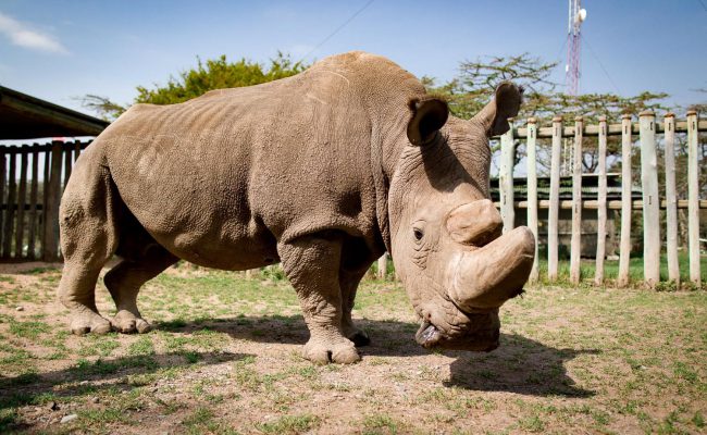 Фото - Умер последний в мире самец северного белого носорога