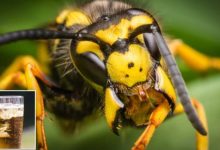 Фото - В августе на людей часто нападают пьяные осы. Как от них спастись?