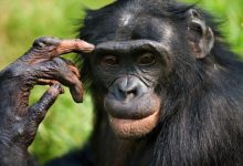 Фото - Оспа обезьян поражает мозг и мутирует