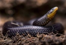 Фото - Ученые обнаружили сразу три новых вида змей, которые живут под землей