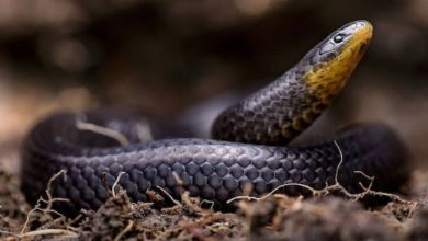 Фото - Ученые обнаружили сразу три новых вида змей, которые живут под землей